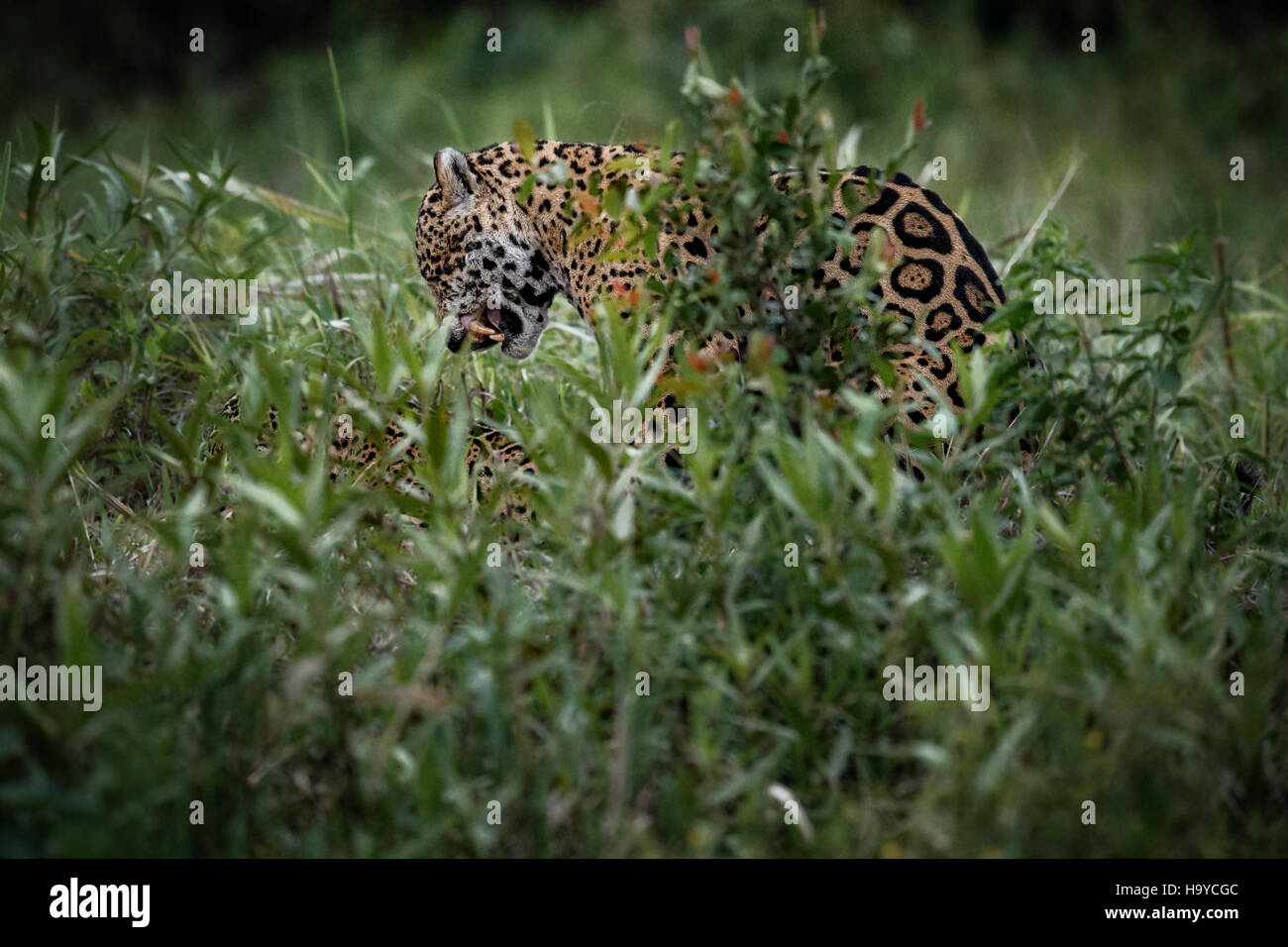 American jaguar male in the nature habitat, panthera onca, wild brasil