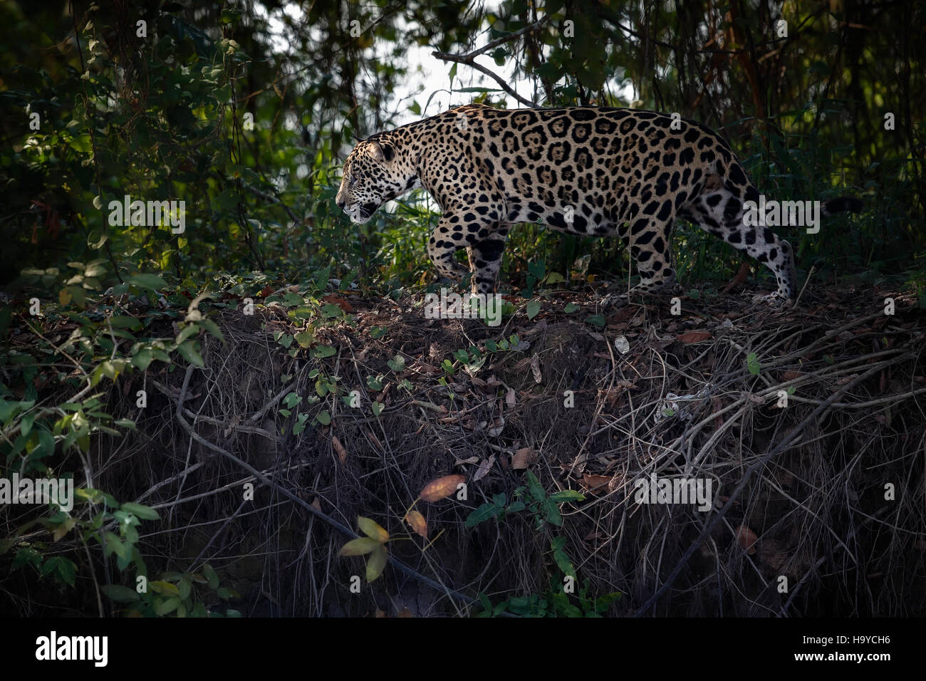 American jaguar male in the nature habitat, panthera onca, wild brasil