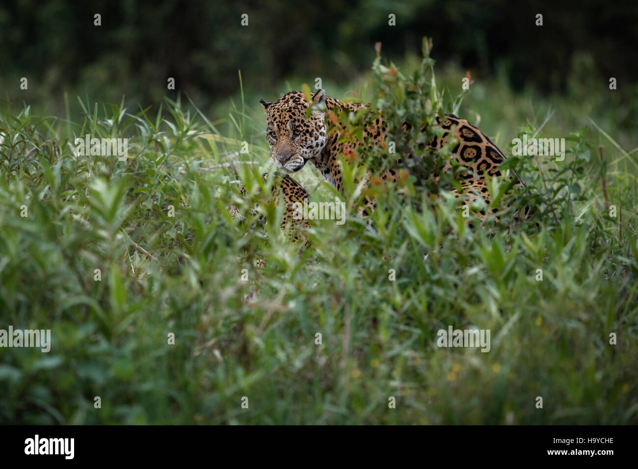 American jaguar male in the nature habitat, panthera onca, wild brasil