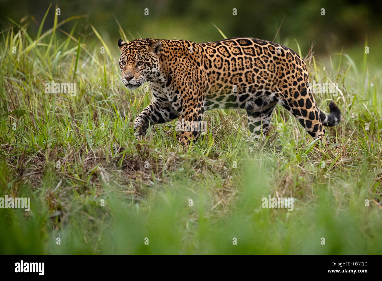 American jaguar male in the nature habitat, panthera onca, wild brasil