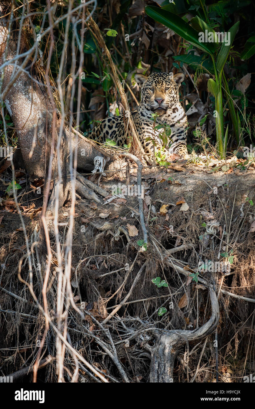 American jaguar male in the nature habitat, panthera onca, wild brasil