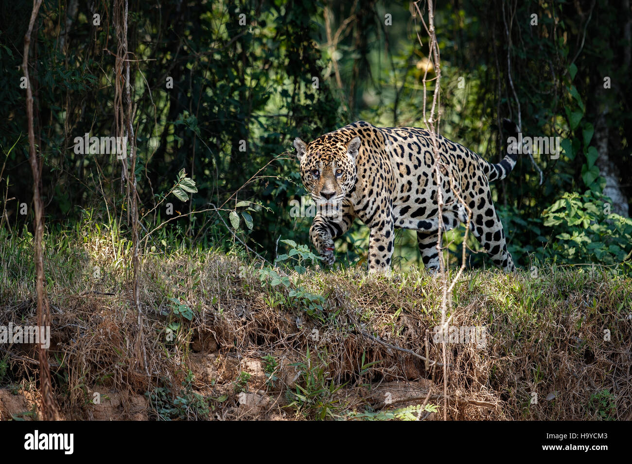 American jaguar male in the nature habitat, panthera onca, wild brasil