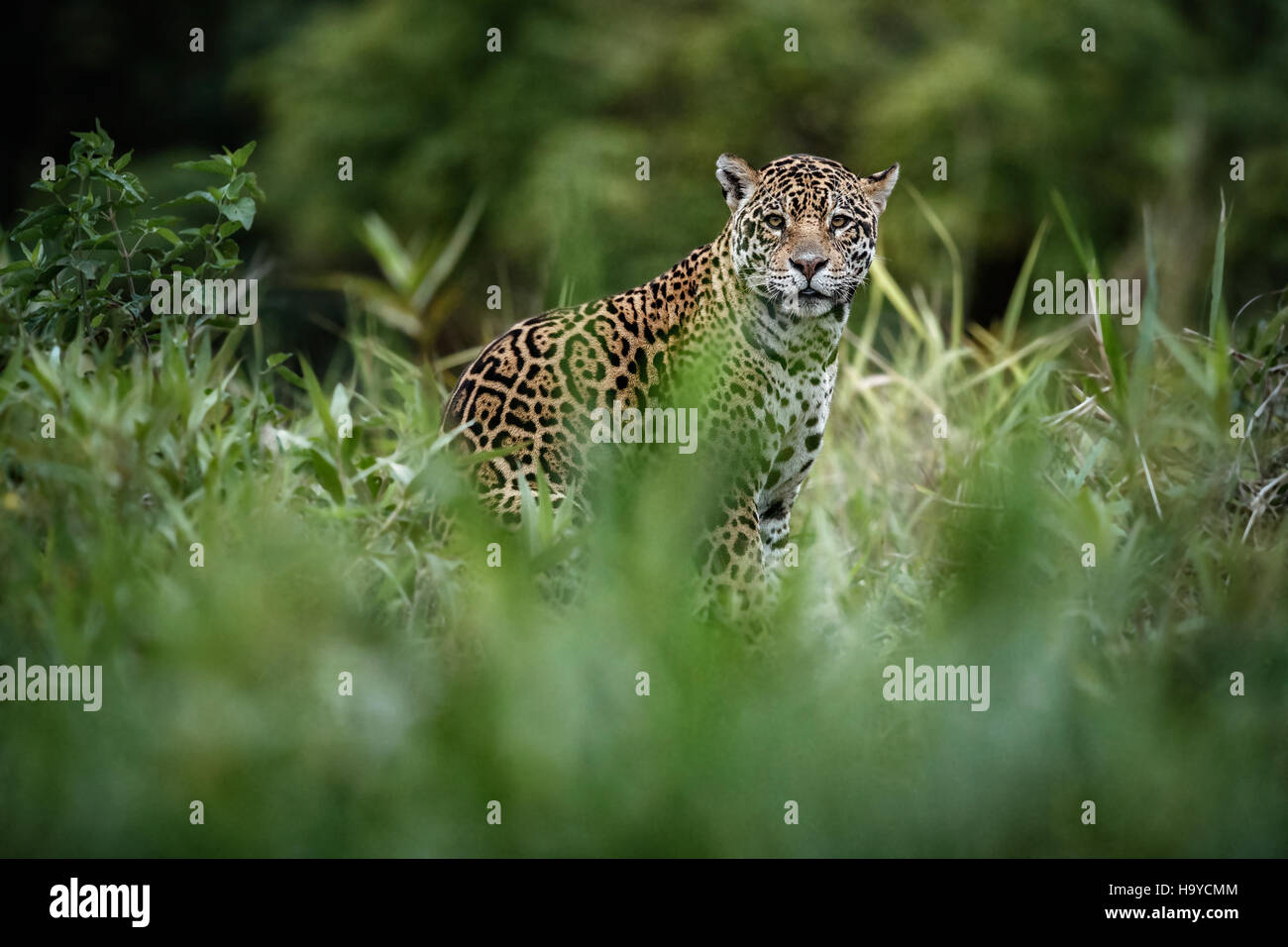 American jaguar male in the nature habitat, panthera onca, wild brasil