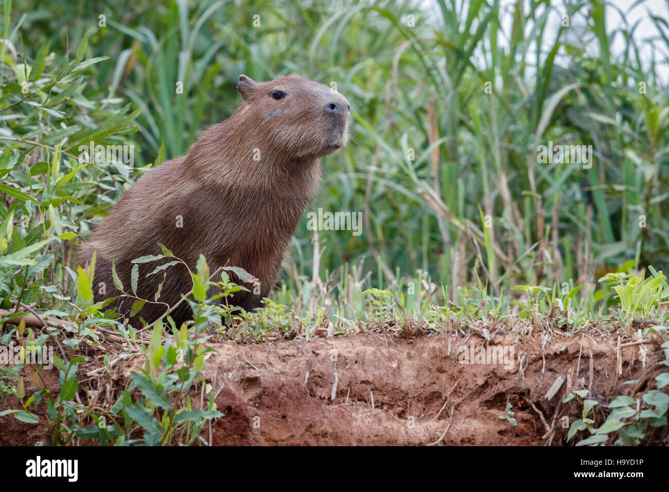 capybara in the nature habitat of northern pantanal, biggest rondent, wild america, south american wildlife, beauty of nature, giants Stock Photo