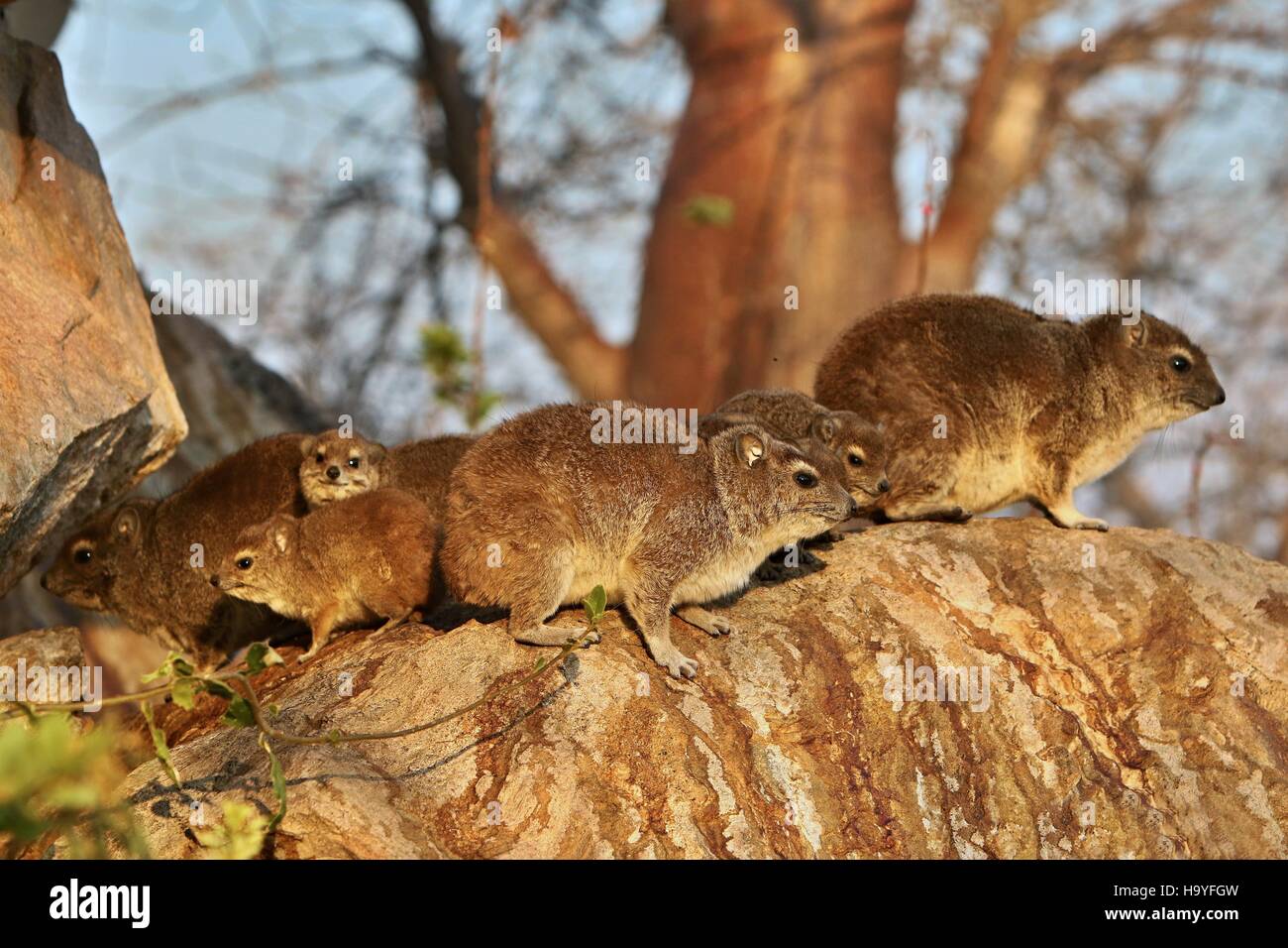 Rock hyrax in the beautiful nature habitat, Procavia capensis, wild africa, african wildlife