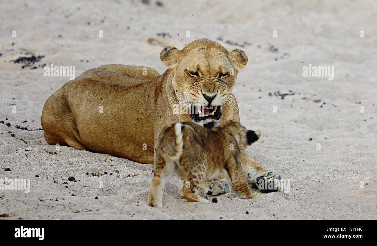 Lion female with cubs is resting on the sand, wild animal, african wildlife, this is africa, lions family pack, nature habitat Stock Photo - Alamy Lion female with cubs is resting on the sand, wild animal, african wildlife, this is africa, lions family pack, nature habitat Stock Photo - Alamy