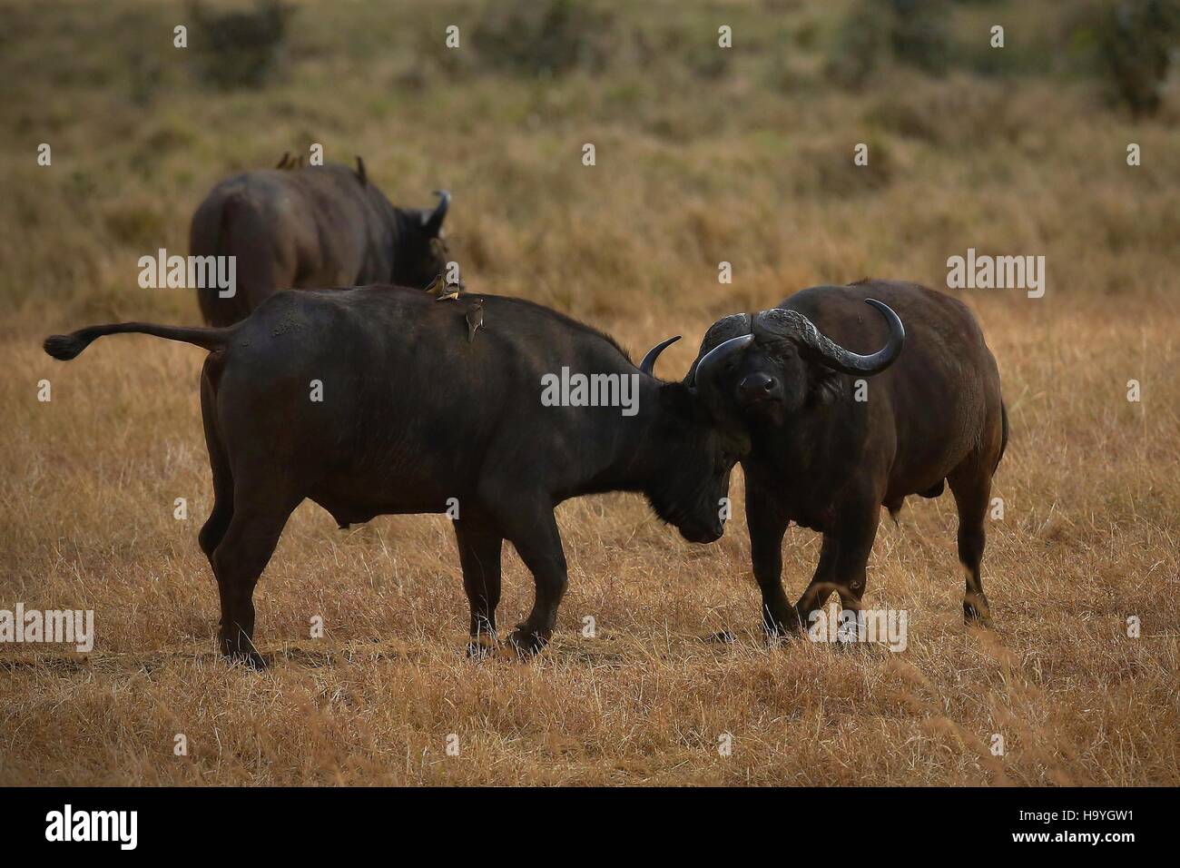 Buffalo in the dry nature habitat, wild africa, animal, african big five, this is africa, Masai Mara in Kenya Stock Photo Alamy