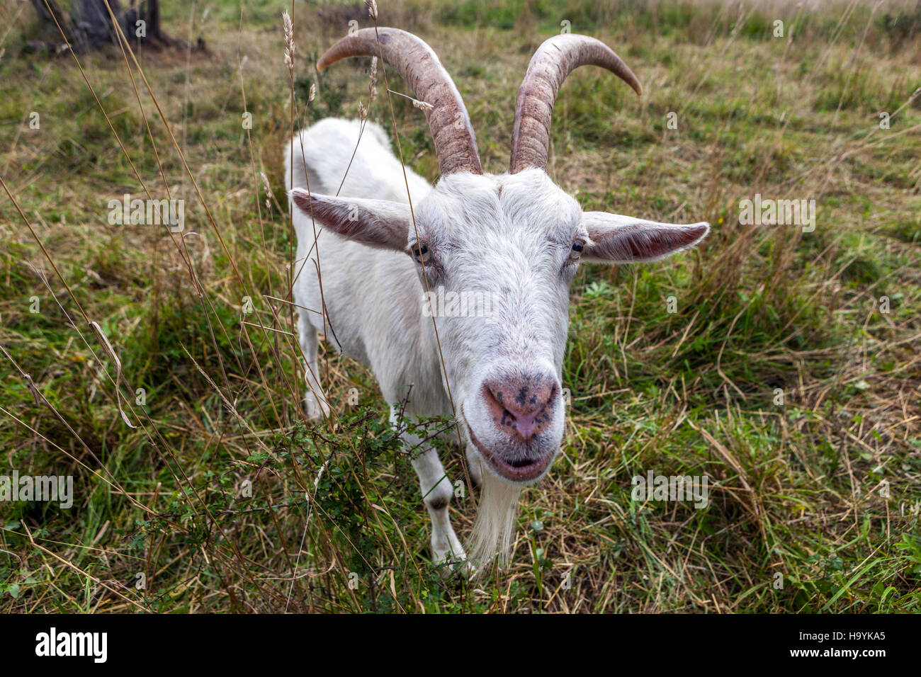 White goat, Czech Republic Stock Photo
