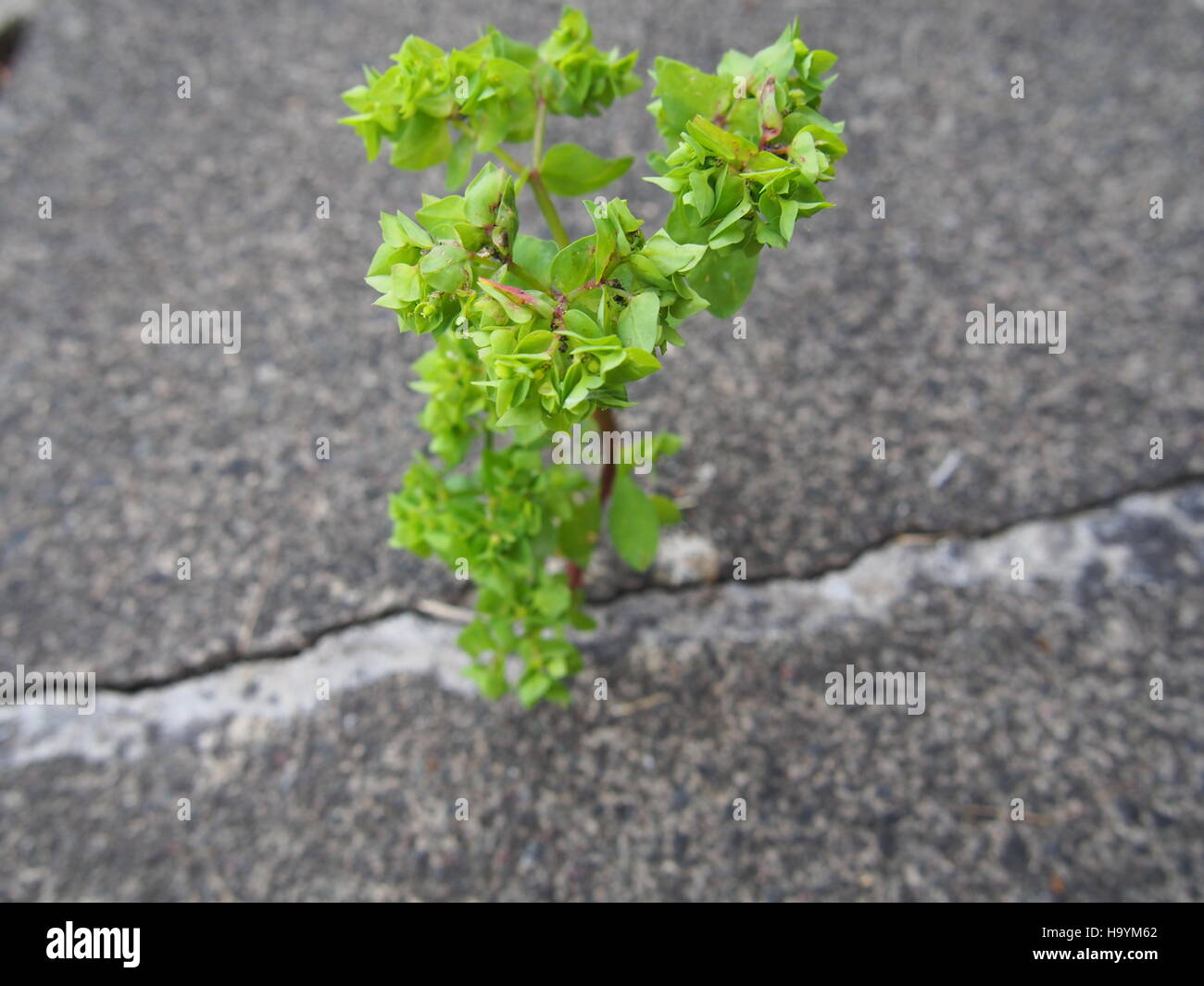 Plant growing in concrete hires stock photography and images Alamy