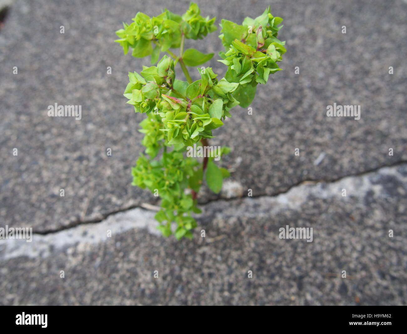Plant or weed growing through a crack in concrete paving stones, overcoming adversity and flourishing Stock Photo