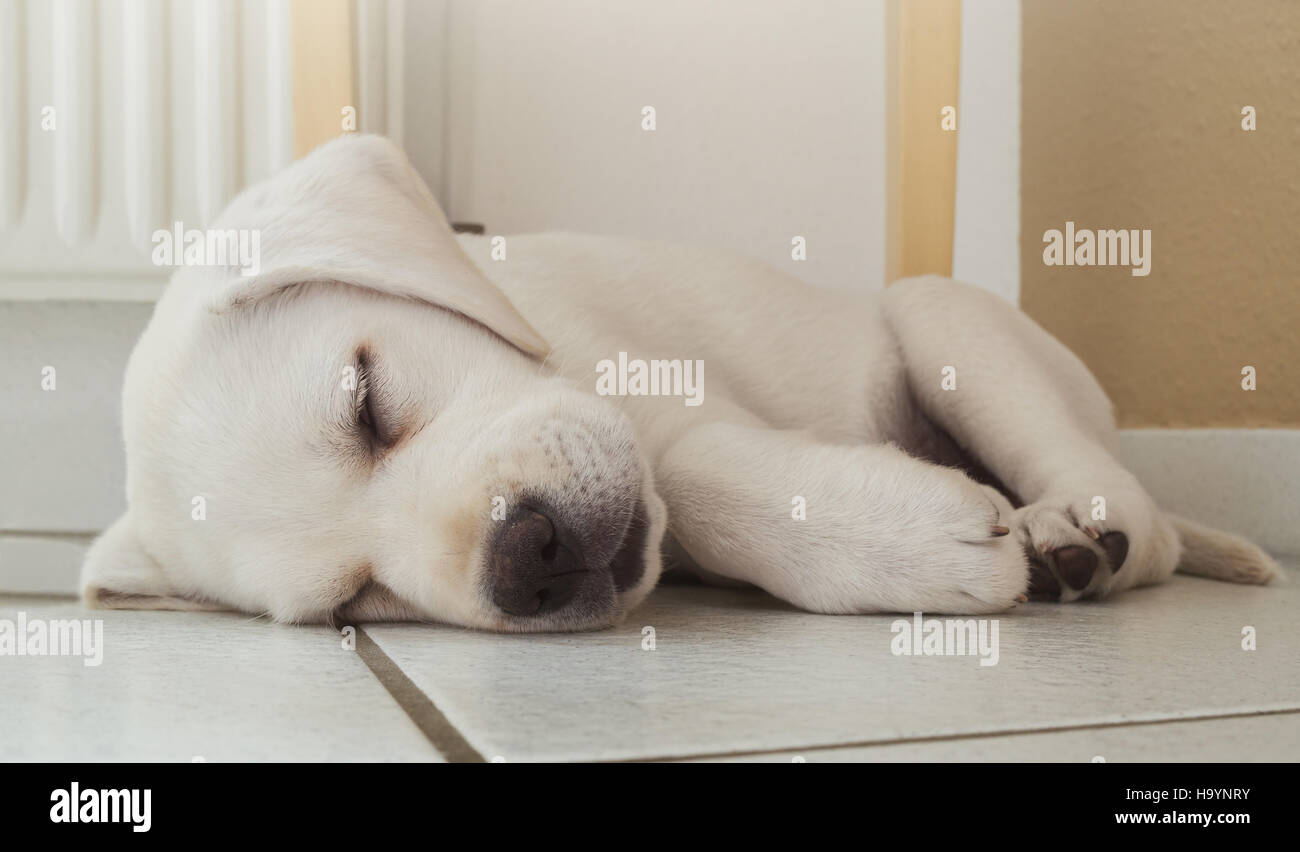young cute puppy is sleeping under a table labrador retriever dog