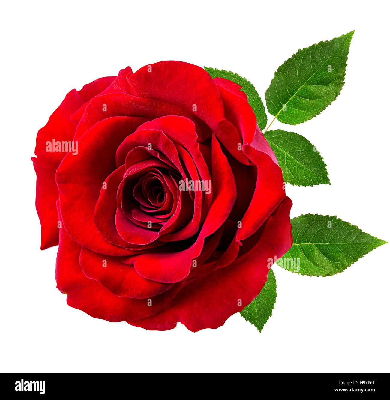 rose isolated on the white background Stock Photo