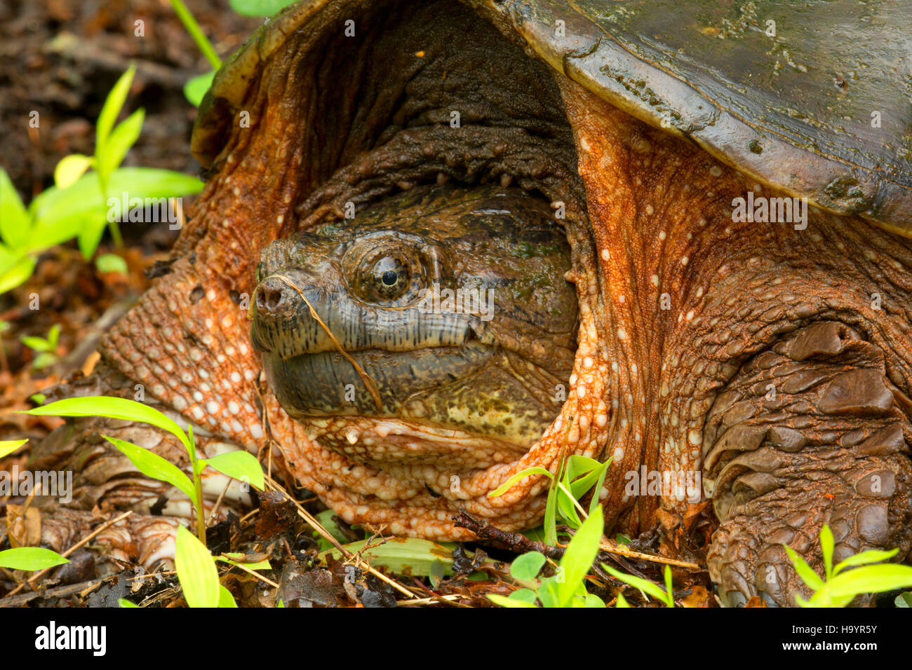 Snapping turtle, French Creek State Park, Pennsylvania Stock Photo