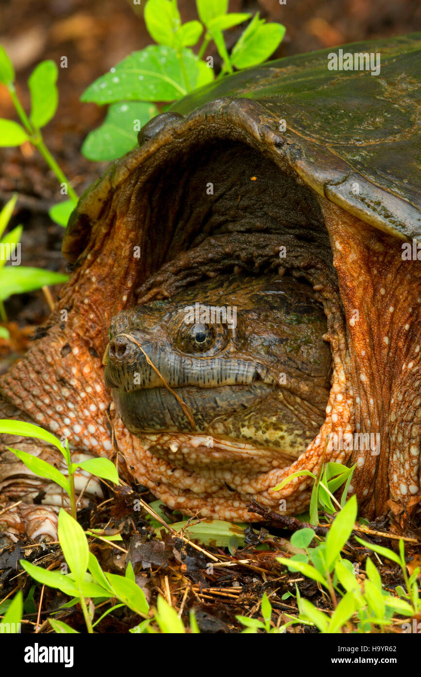 Snapping turtle, French Creek State Park, Pennsylvania Stock Photo Alamy