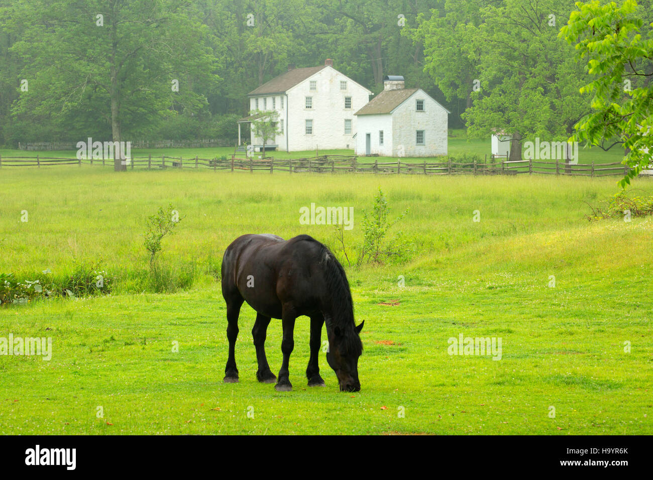 Horse in pasture to tenant houses, Hopewell Furnace National Historic Site, Pennsylvania Stock Photo