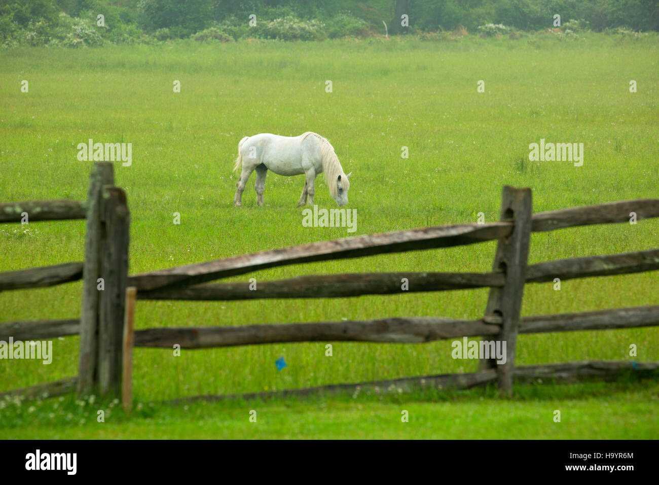 Horse in pasture, Hopewell Furnace National Historic Site, Pennsylvania Stock Photo