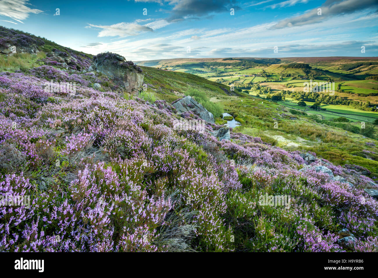 Heather On The North York Moors Rosedale Abbey Overlooking Plantation