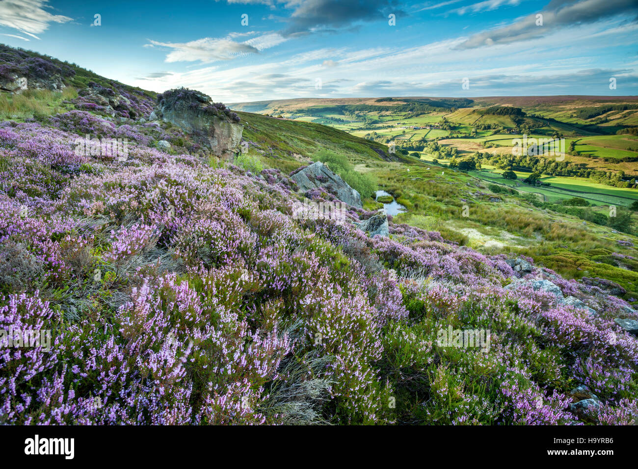 Heather on the North York Moors, Rosedale Abbey overlooking plantation hill. Stock Photo
