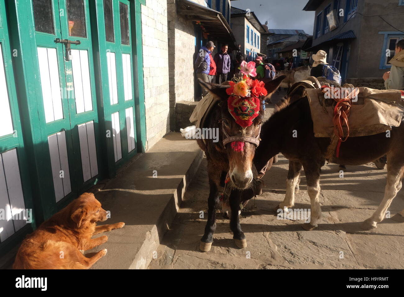 decorated horses in lukla, nepal Stock Photo Alamy