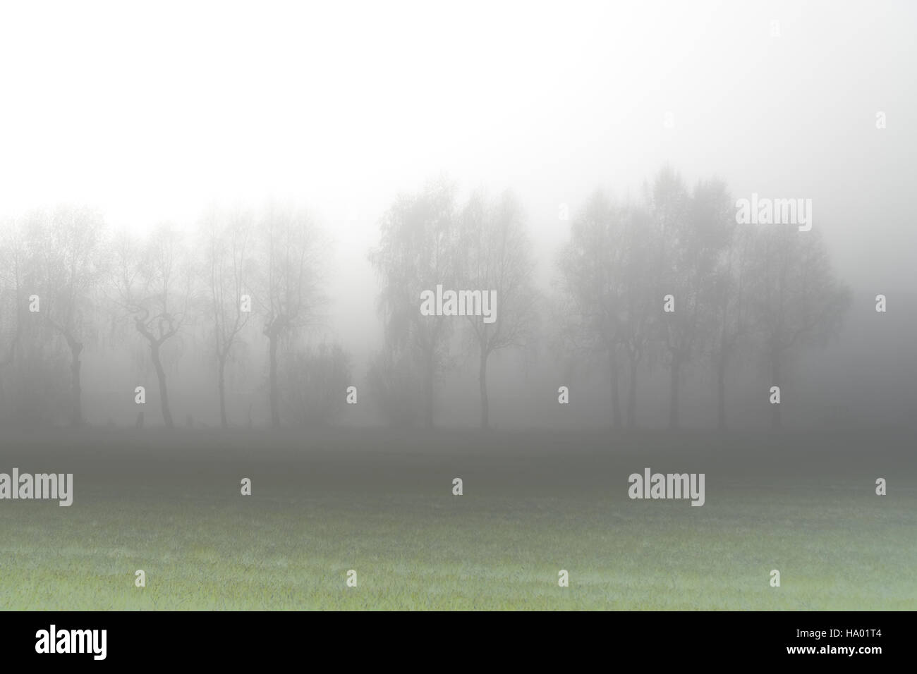 Fog in the morning with the silhouette of trees Stock Photo - Alamy