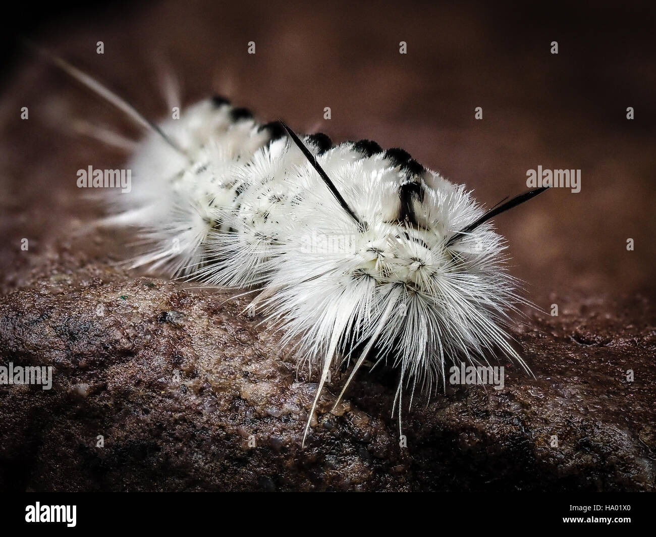 Poisonous white Hickory Tussock Moth Caterpillar on wet rock white