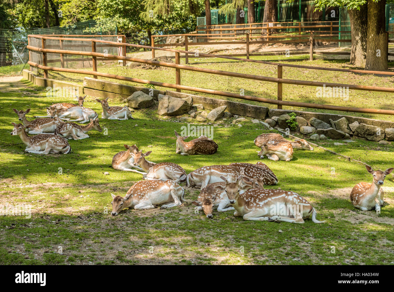 Deer at the park of Villa Pallavicino in Stresa at Lago Maggiore
