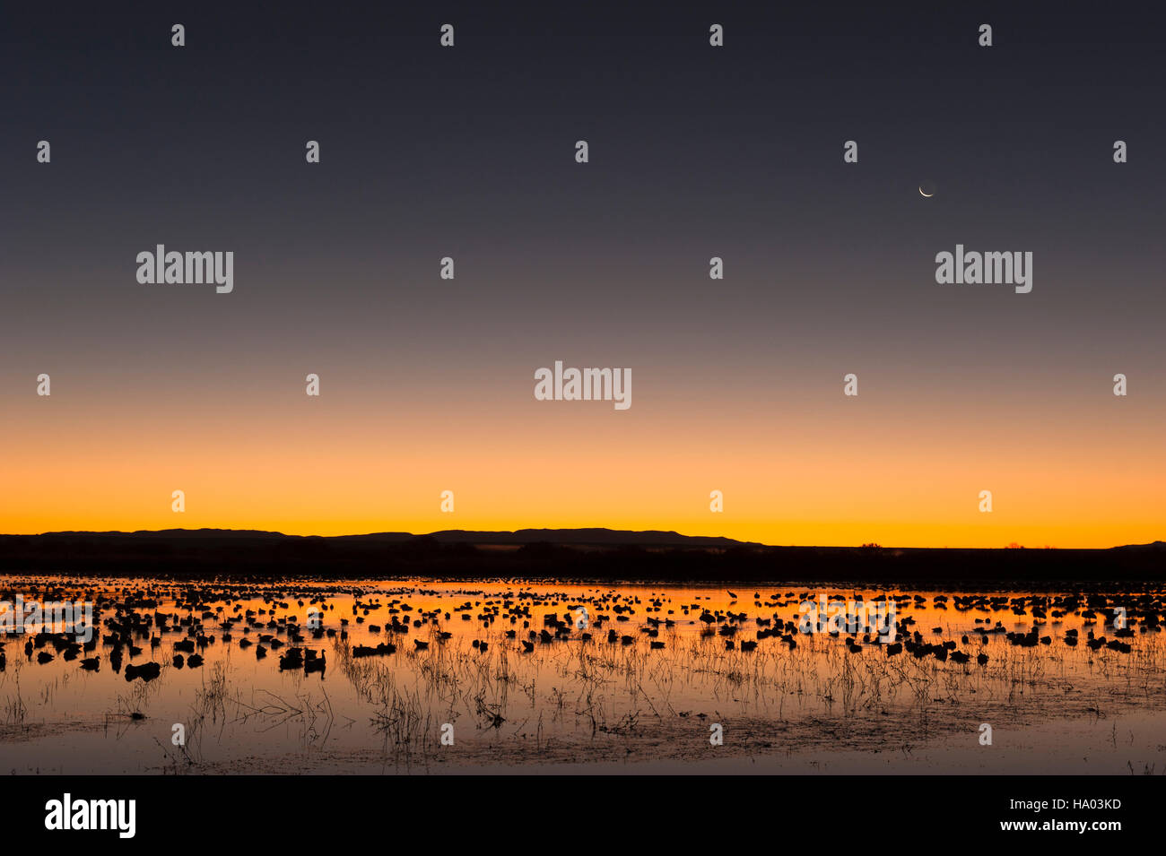 Atmospheric landscape, view of the lake at Bosque del Apache National Wildlife Refuge in New Mexico, USA, at dawn with waterfowl silhouettes. Stock Photo