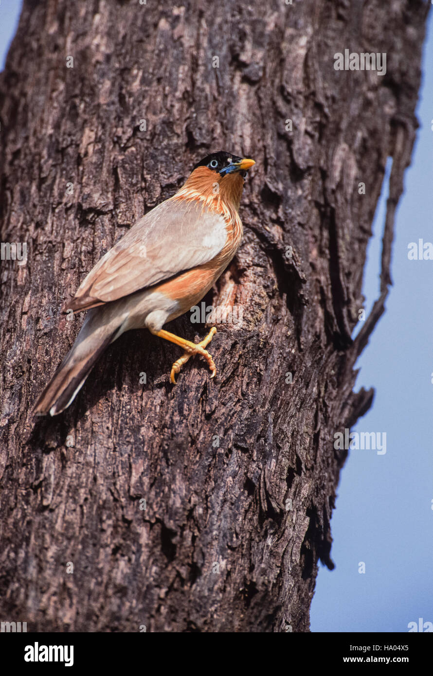 Brahminy myna or Brahminy starling,(Sturnus pagodarum),at nest hole in tree,Keoladeo Ghana National Park,Rajasthan,India Stock Photo