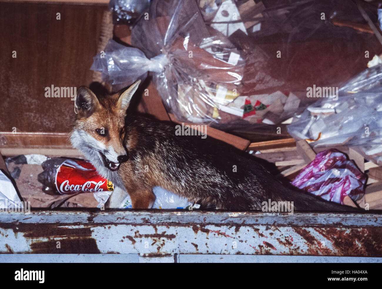 urban Red Fox,(Vulpes vulpes), scavenging in a builder's skip,London,United Kingdom Stock Photo