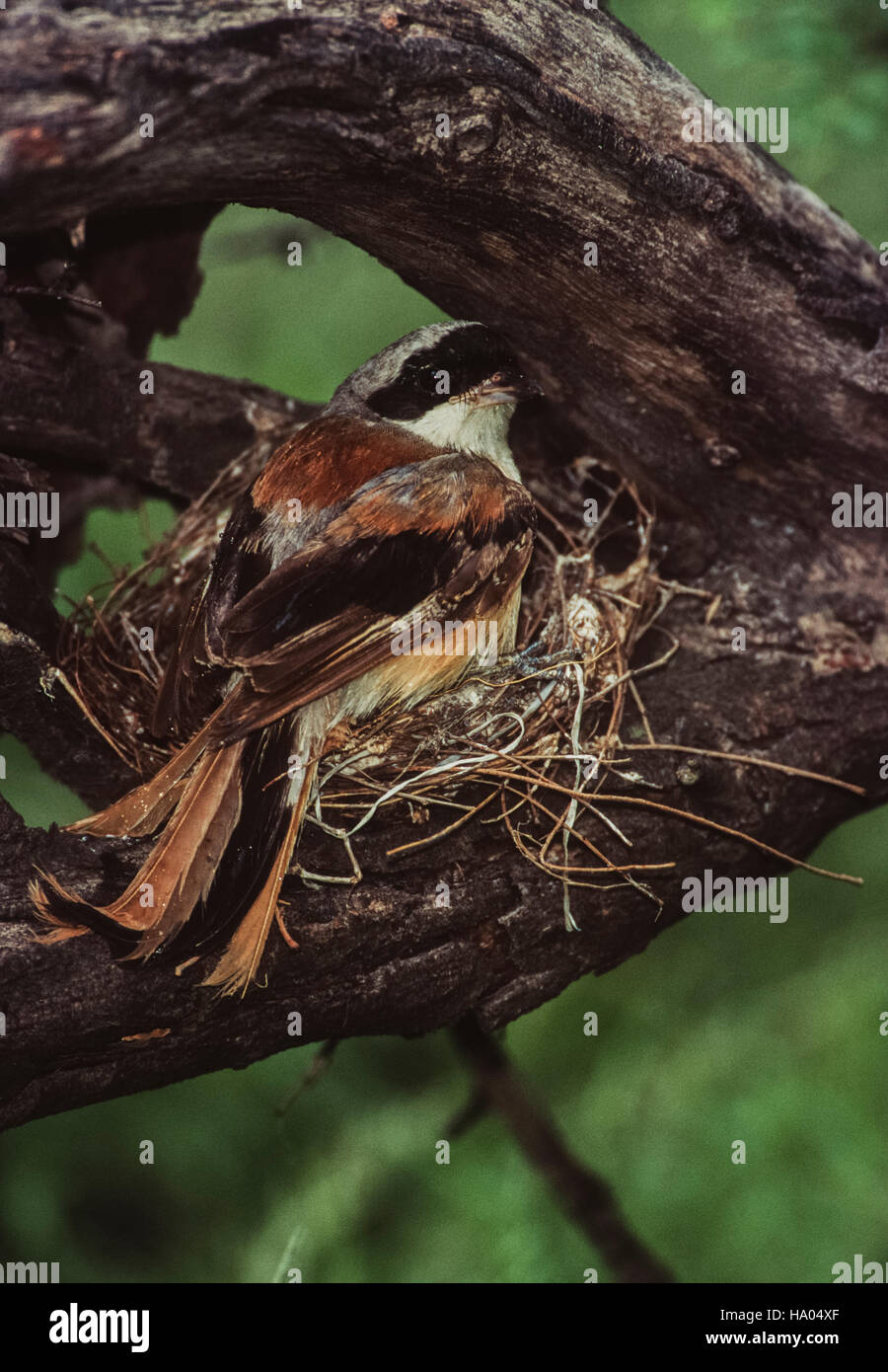 Bay-backed shrike,(Lanius vittatus),adult on nest with chicks beneath,Bharatpur,Keoladeo Ghana National Park,India Stock Photo