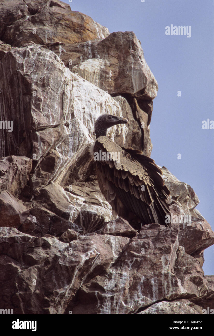 Indian vulture,(formerly Long-billed vulture),Gyps indicus,on cliff, Rajasthan, India-now critically endangered due to diclofenac poisoning in cattle. Stock Photo