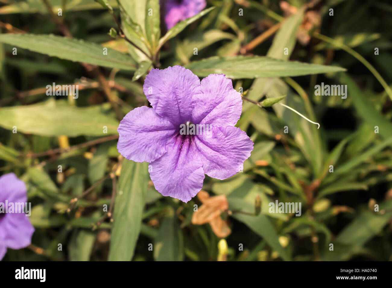 Single purple ruellias flower in the garden Stock Photo