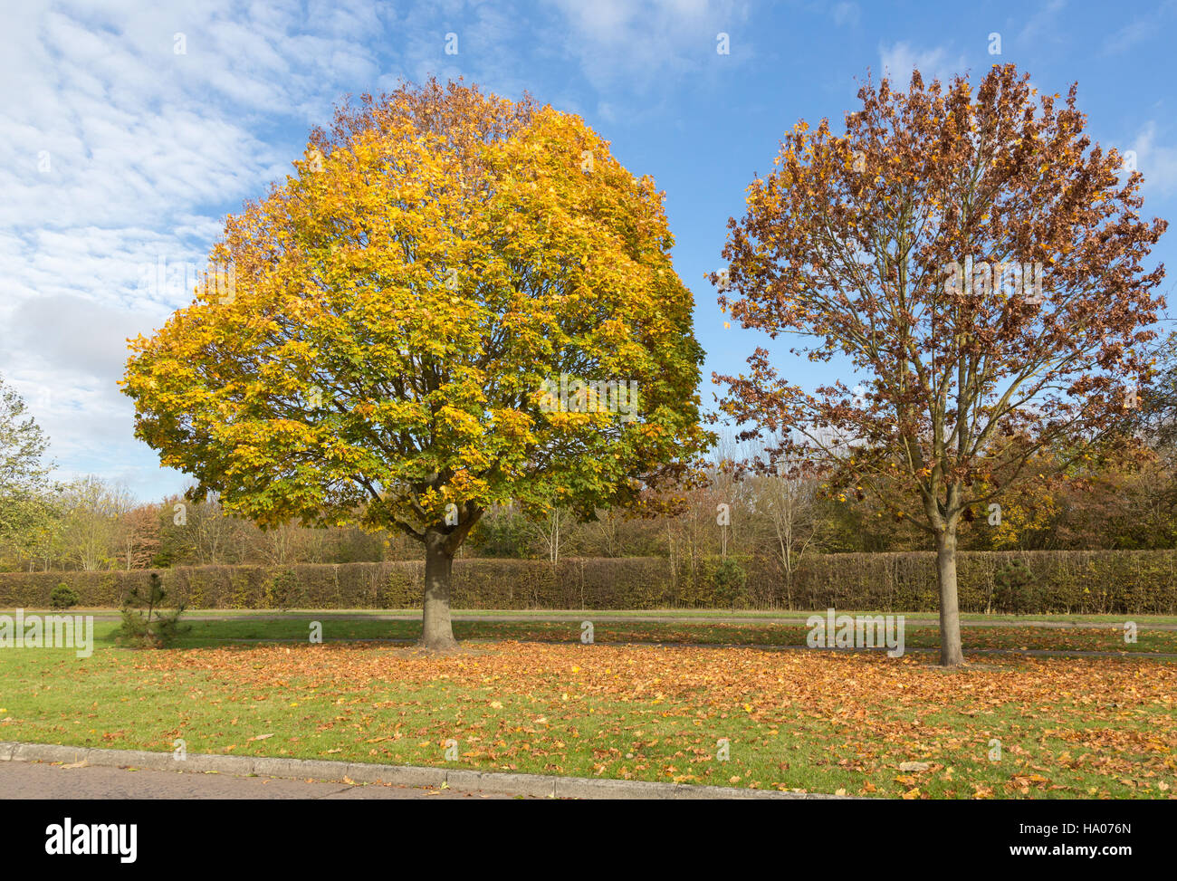 Autumn trees on a sunny November day Stock Photo