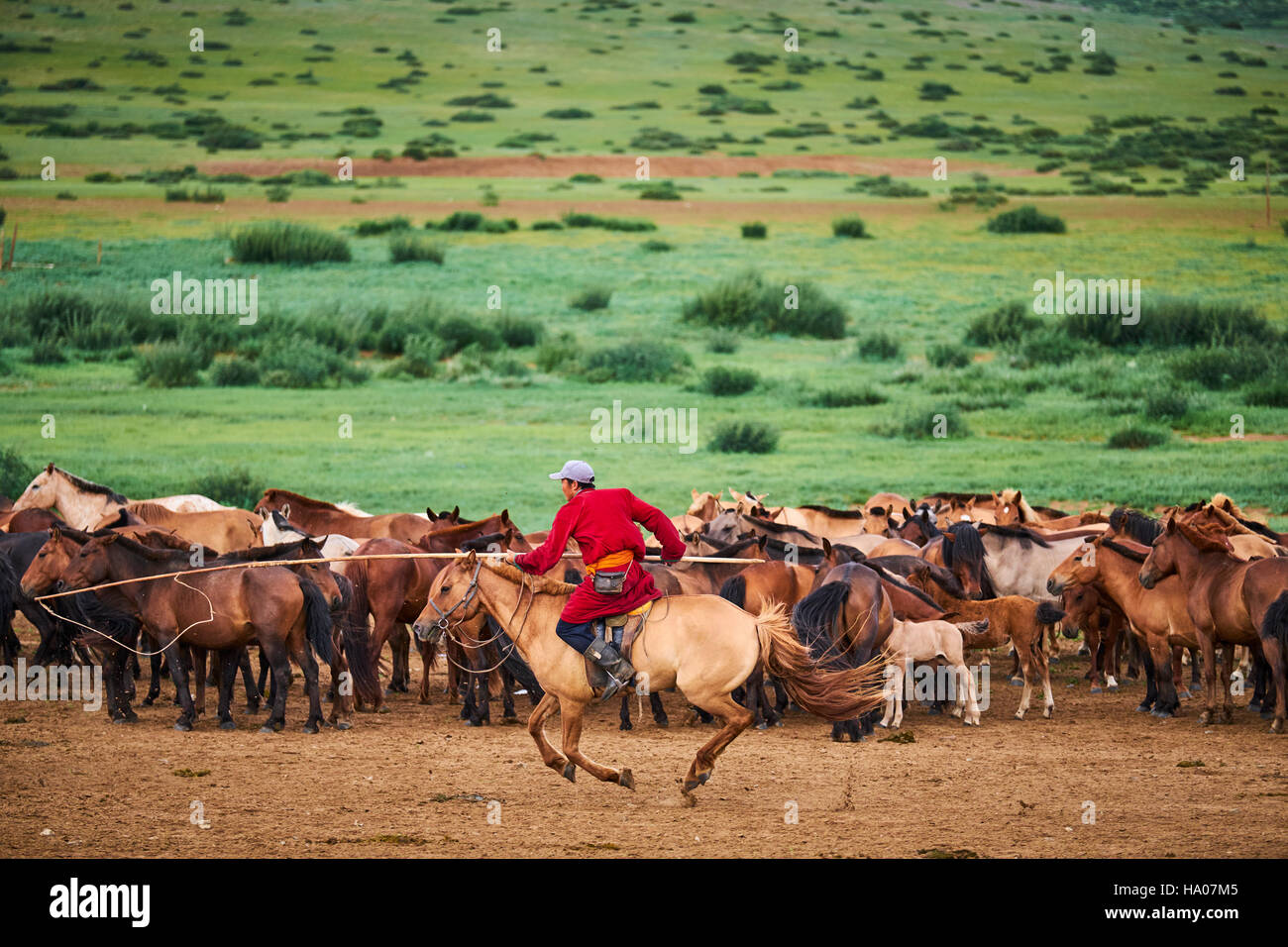 Mongolian horse horses hi-res stock photography and images - Alamy