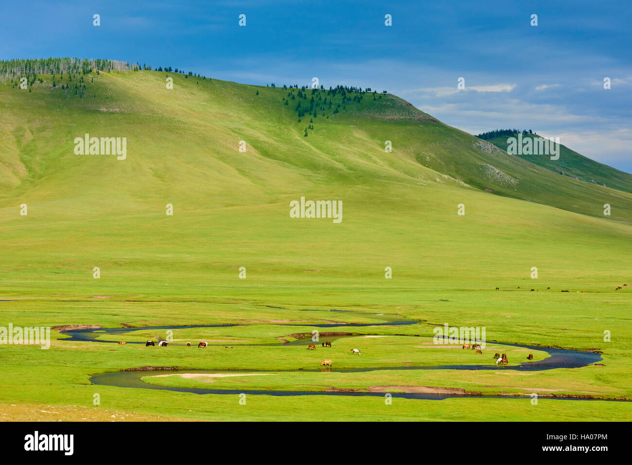 Mongolia, Arkhangai province, herd in the steppe Stock Photo - Alamy
