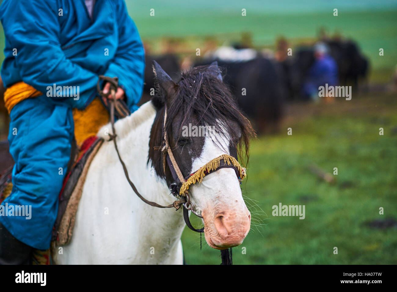 Mongolia, Ovorkhangai province, Orkhon valley, Nomad camp, Mongolian horserider Stock Photo