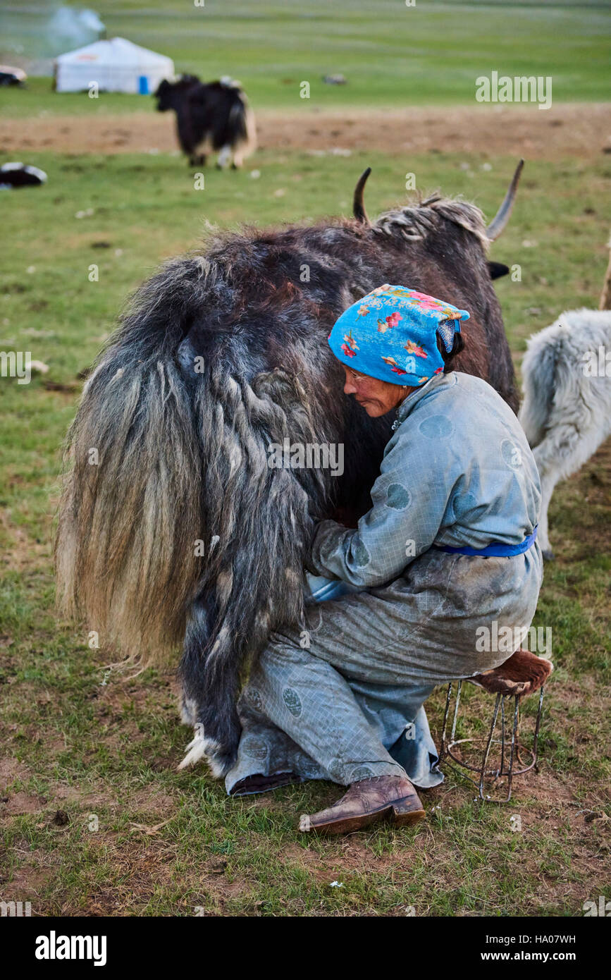 Mongolia, Bayankhongor province, nomad camp, yak milking Stock Photo