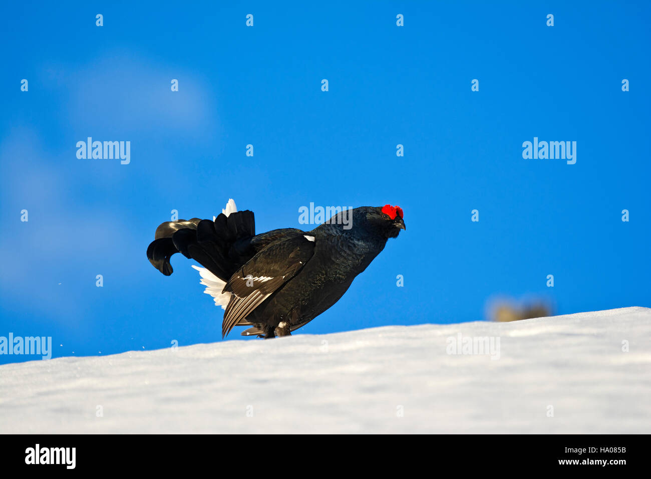 Black grouse (Lyrurus tetrix) in snow, male, Tyrol, Austria Stock Photo