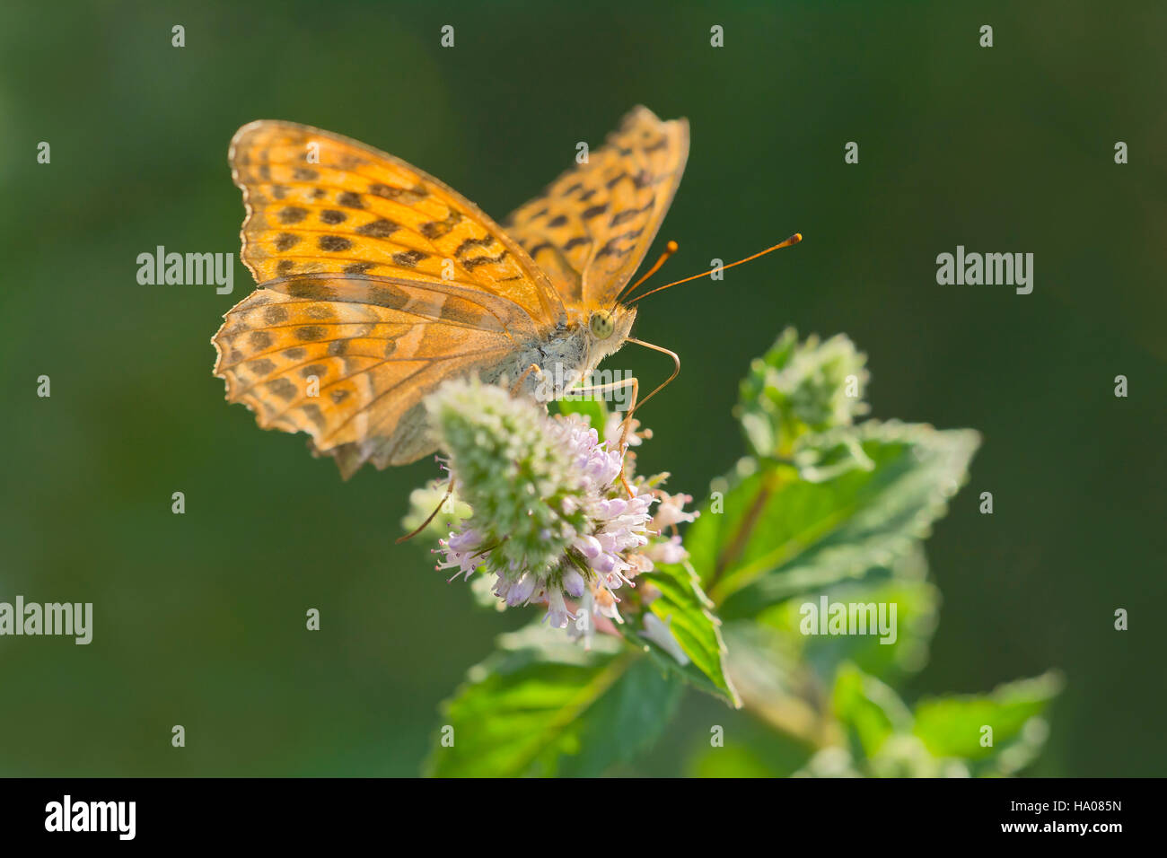 Silver-washed fritillary (Argynnis paphia) on flower, butterfly, Burgenland, Austria Stock Photo