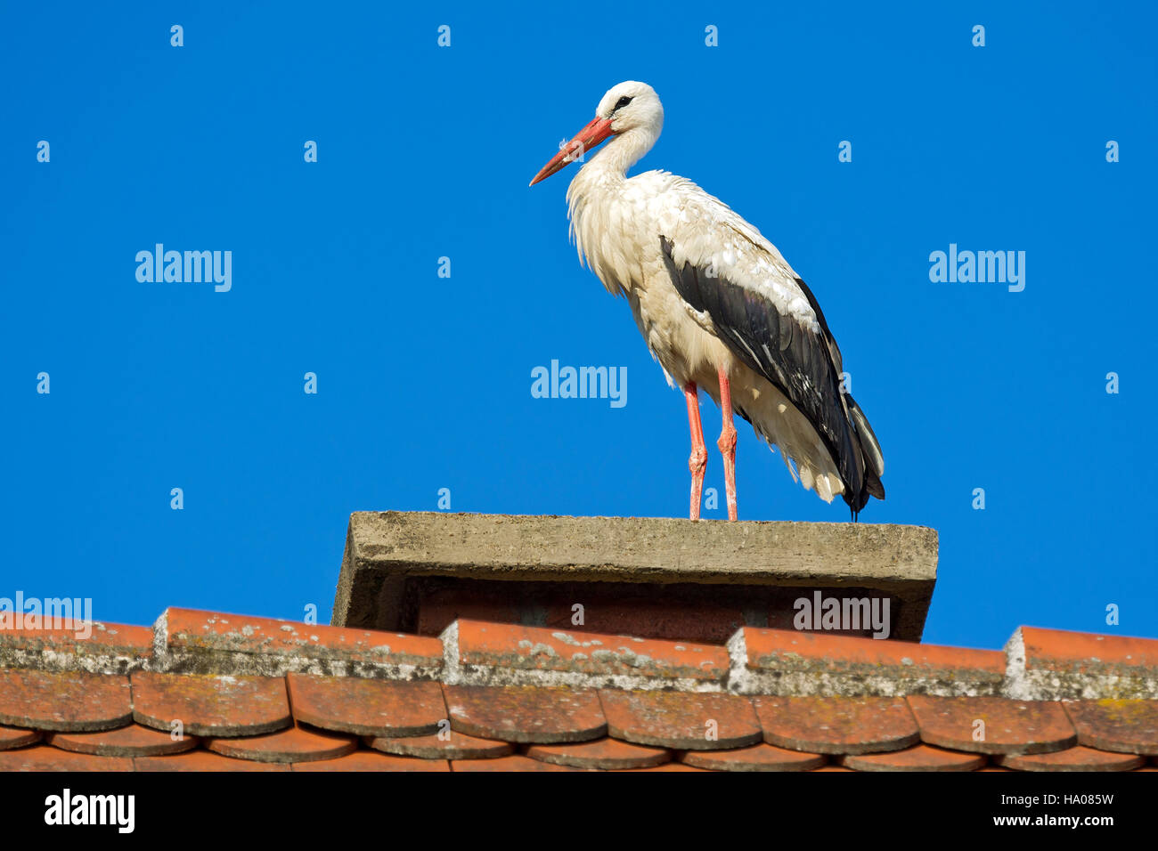 White stork (Ciconia ciconia) standing on roof, Burgenland, Austria Stock Photo