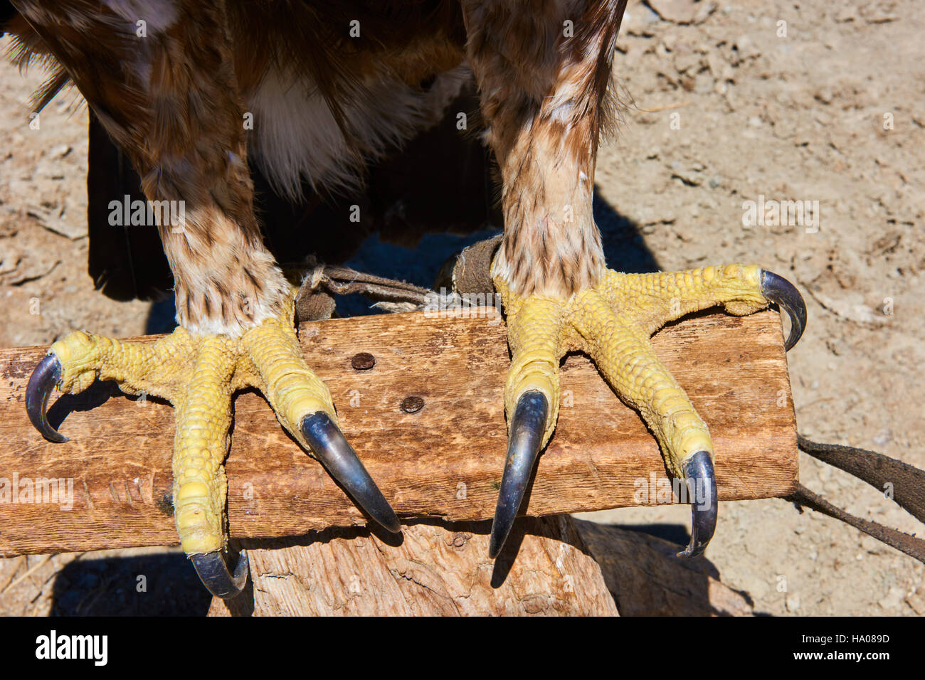 Eagle foot talon hi-res stock photography and images - Alamy