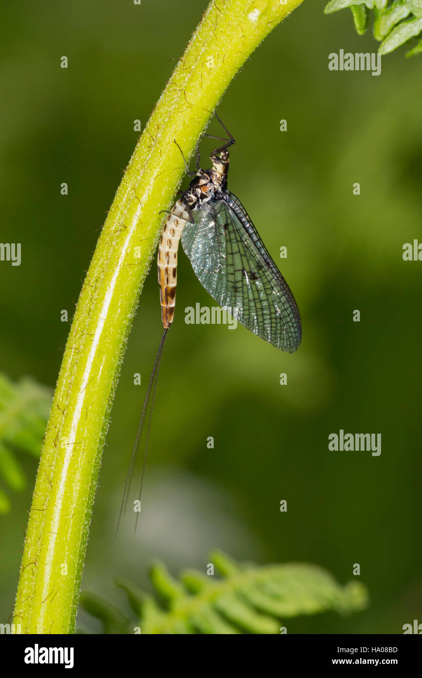 A freshly hatched Mayfly clinging to the stem of a bracken plant, Northumberland, UK Stock Photo