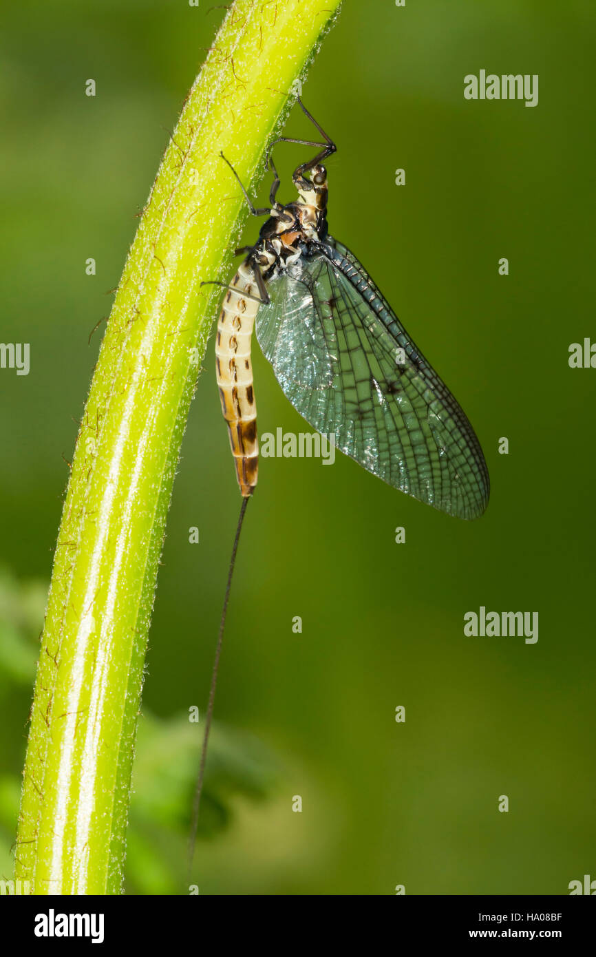 A freshly hatched Mayfly clinging to the stem of a bracken plant, Northumberland, UK Stock Photo