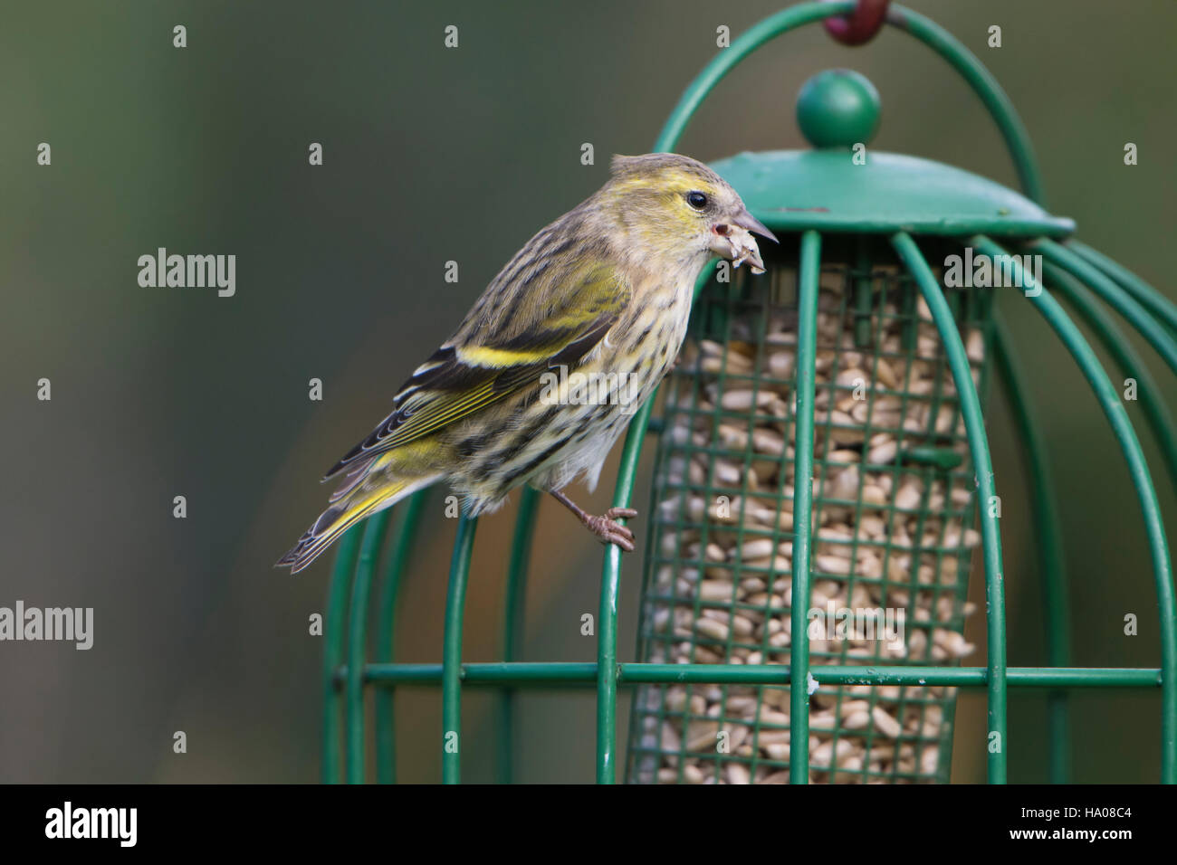 A Young Siskin Eating Sunflower Hearts From A Bird Feeder