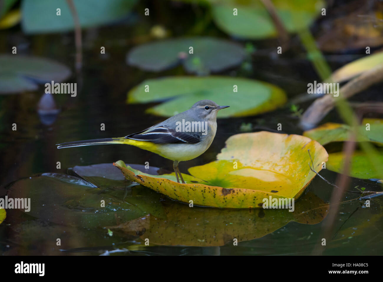 A Grey Wagtail (Motacilla cinerea) searching for food around plants in garden pond, Hastings, East Sussex, UK Stock Photo