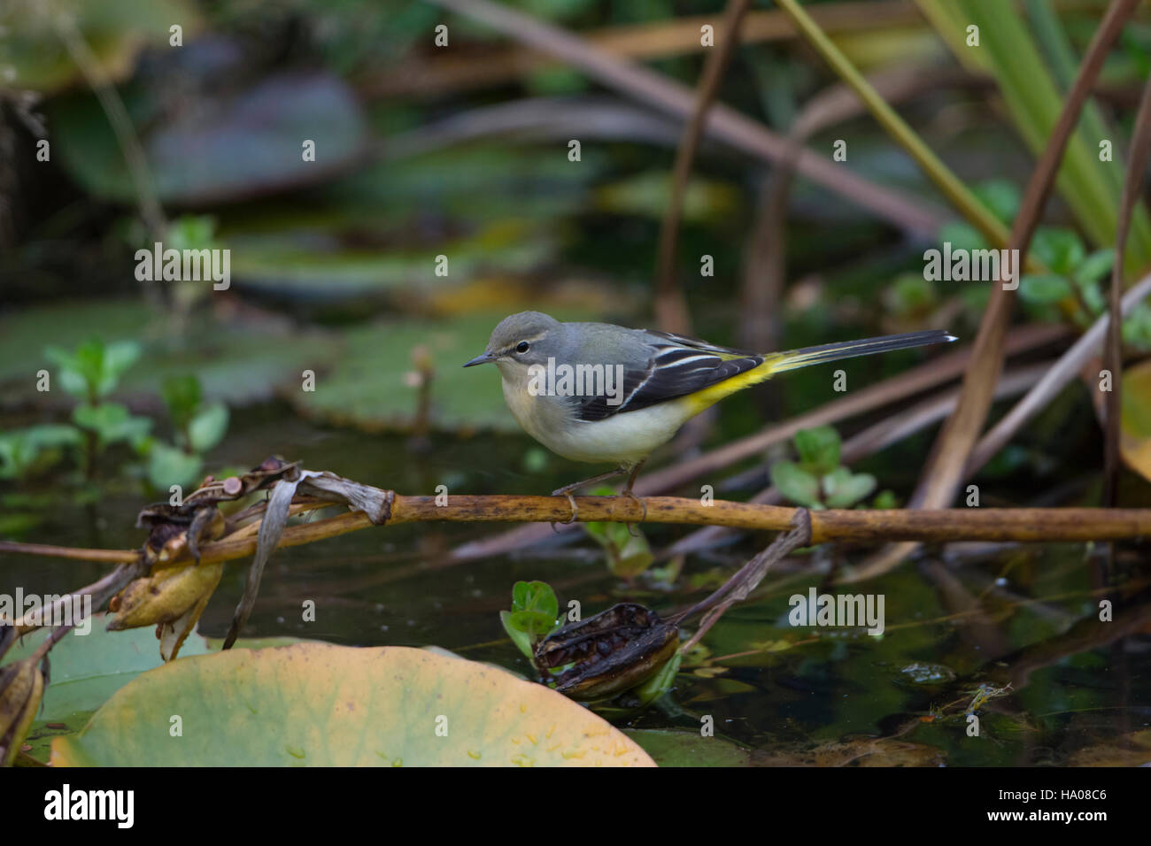 A Grey Wagtail (Motacilla cinerea) searching for food around plants in garden pond, Hastings, East Sussex, UK Stock Photo