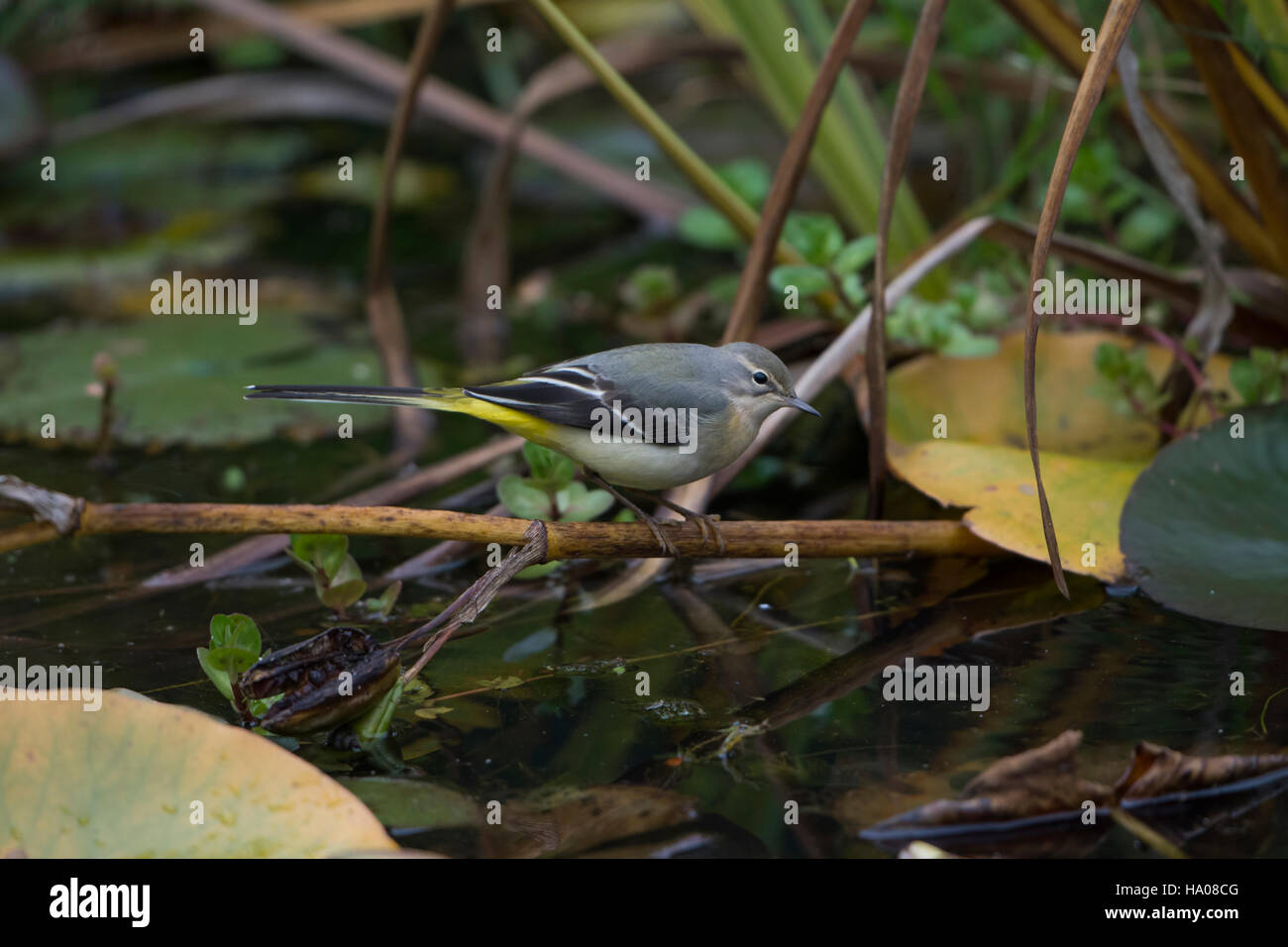 A Grey Wagtail (Motacilla cinerea) searching for food around plants in garden pond, Hastings, East Sussex, UK Stock Photo