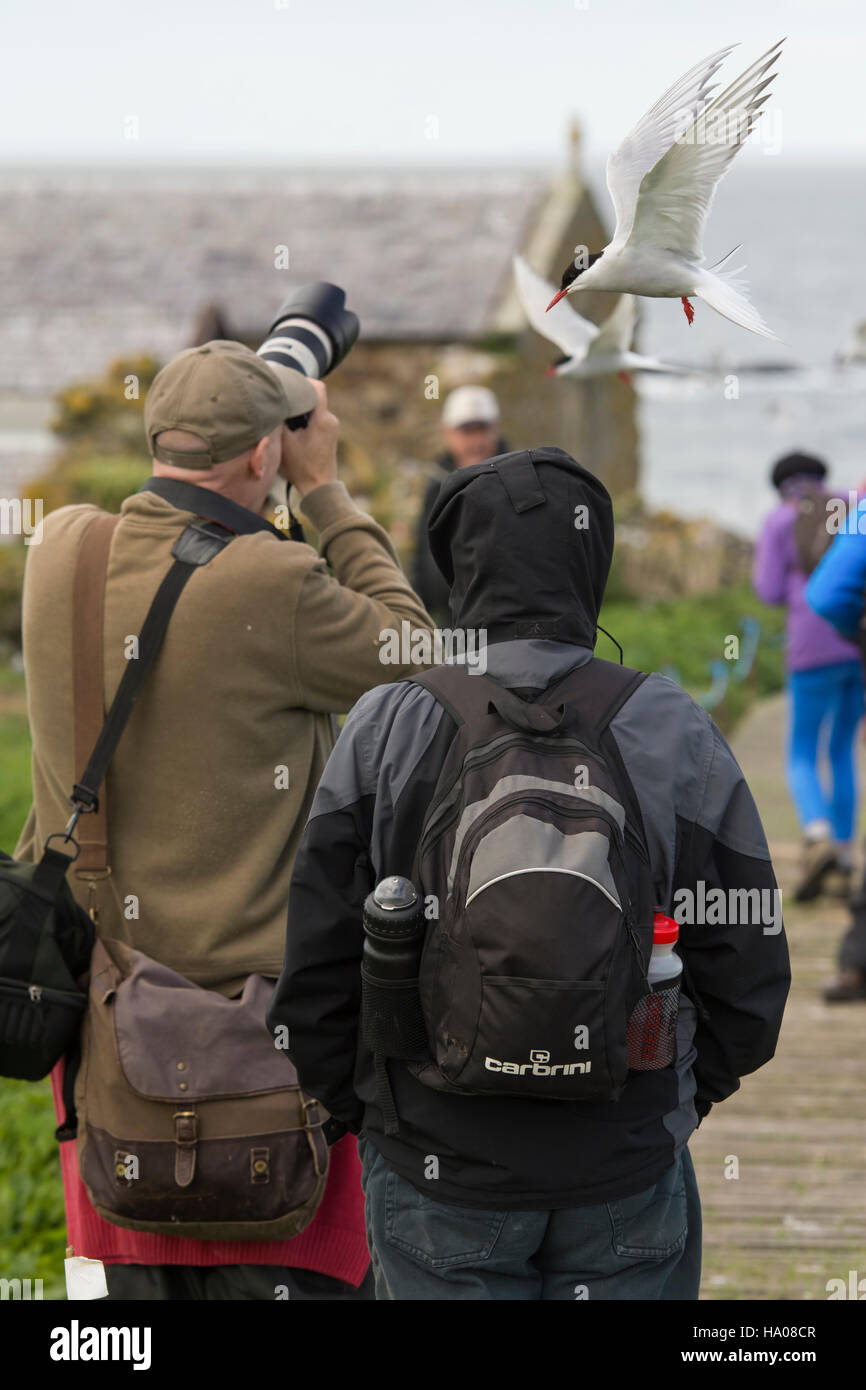 Photographers and birdwatchers being attacked by Arctic Terns protecting their nests, Farne Islands, Northumberland, UK Stock Photo