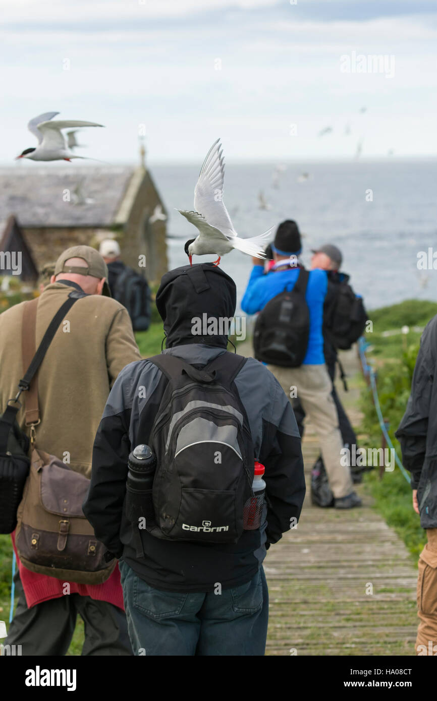 Photographers and birdwatchers being attacked by Arctic Terns protecting their nests, Farne Islands, Northumberland, UK Stock Photo