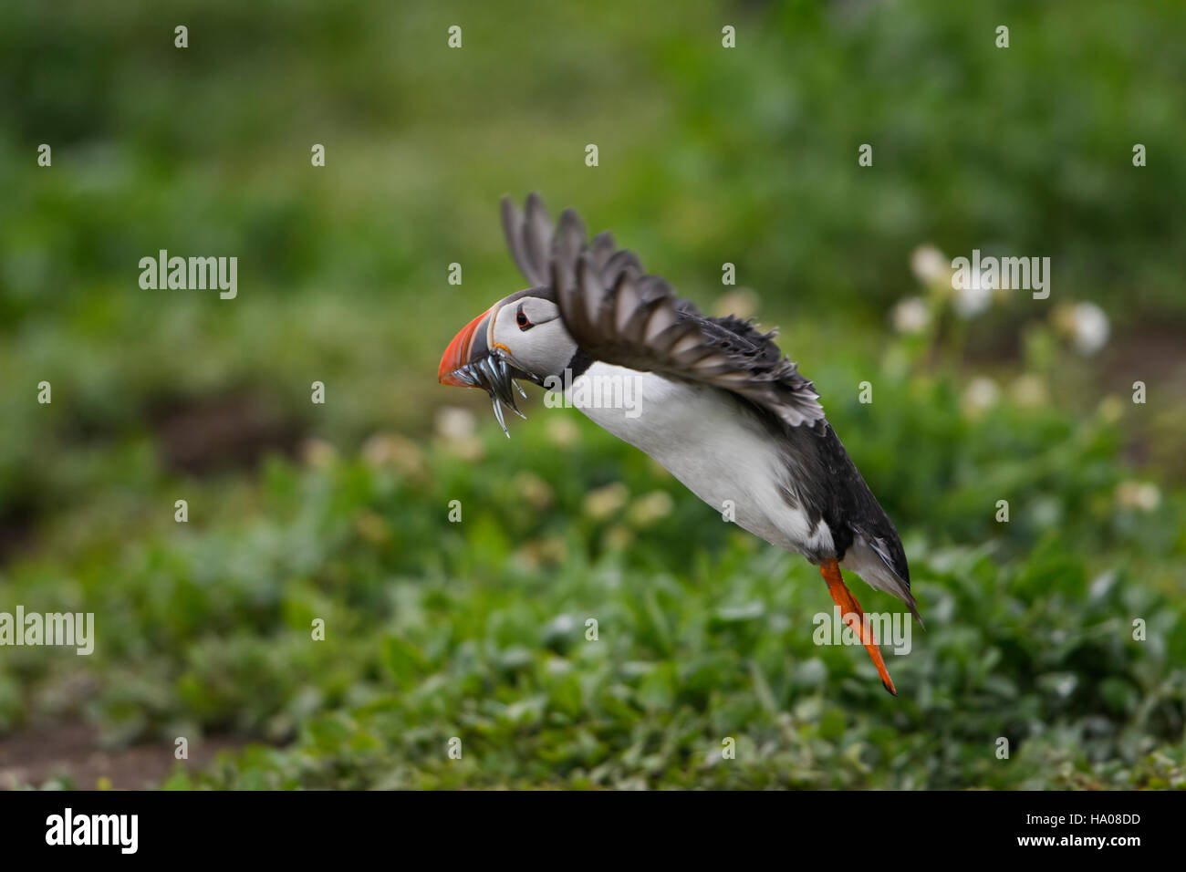 An atlantic puffin (Fratercula arctica) in flight with a beak full of sandeels for young, Farne Islands, Northumberland, UK Stock Photo